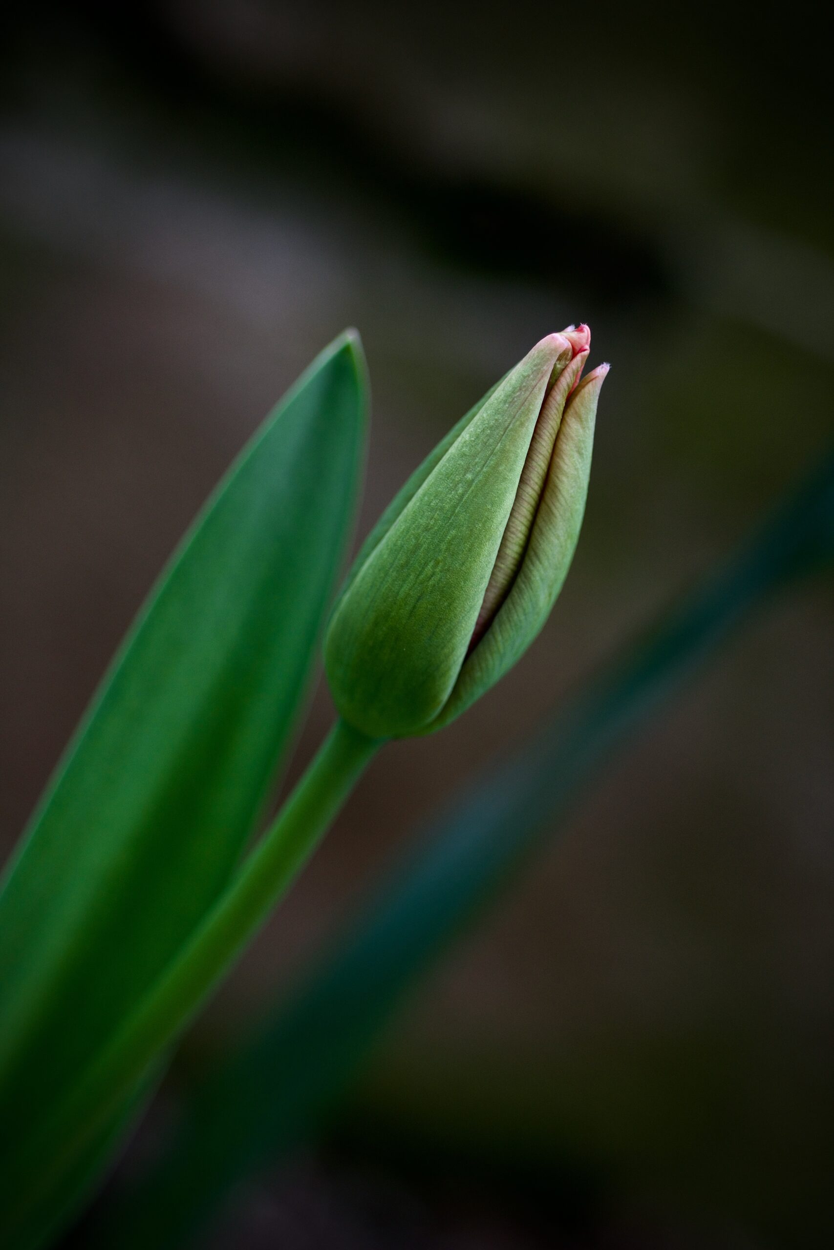 TULIP DAWN